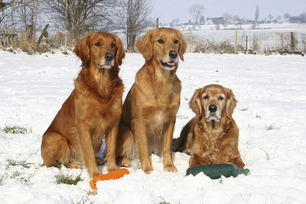 Three Golden Retrievers or Yellow Dogs